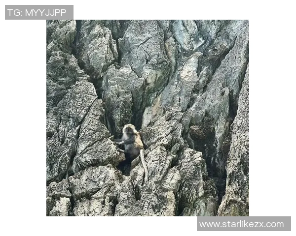 从零开始:攀岩灵活性完全攻略 从零开始:攀岩灵活性完全攻略